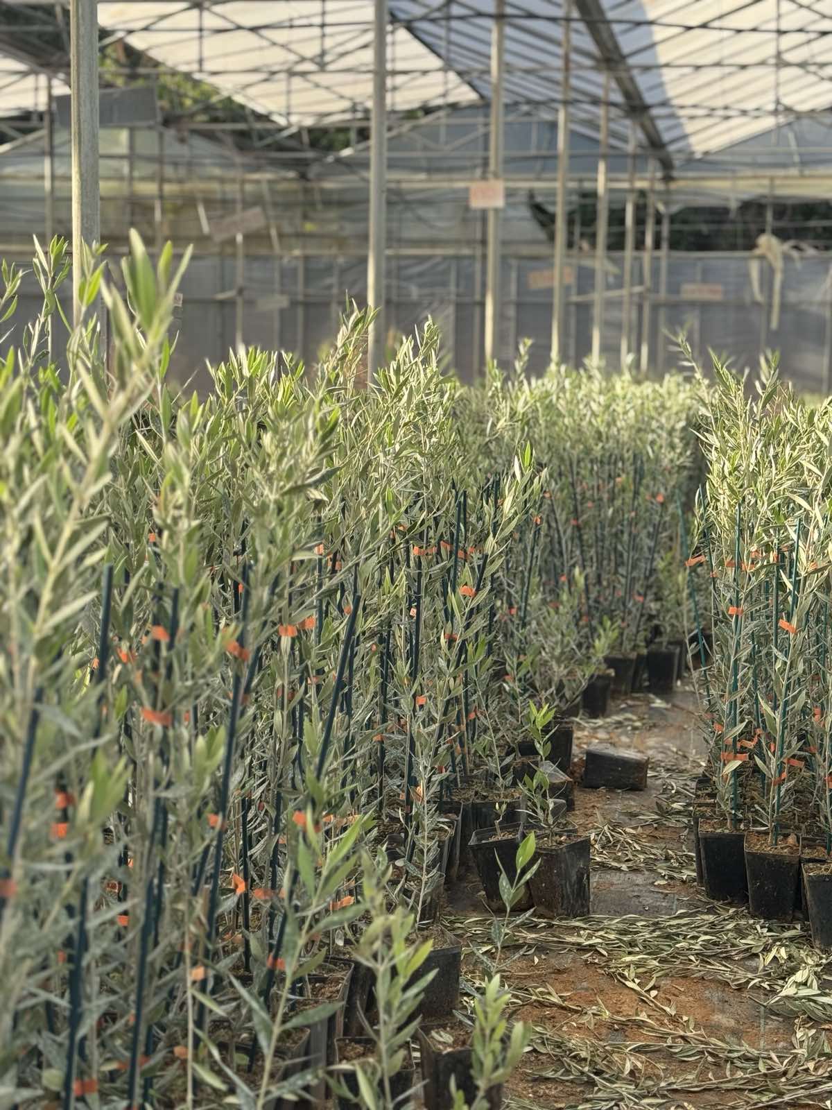 Φυτώριο ελιάς στο Ηράκλειο Κρήτης με σειρές δενδρυλλίων
